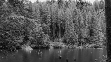 Ağaçlı gölün siyah beyaz fotoğrafı