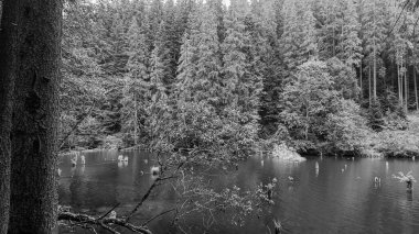 Ormandaki bir ağacın siyah beyaz görüntüsü