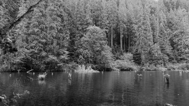 Ormandaki gölün güzel manzarası