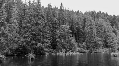 Ağaçlı bir dağ nehrinin güzel siyah beyaz görüntüsü
