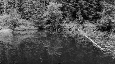 Ormanın arka planında ağaçların olduğu güzel bir nehir manzarası.