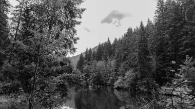 Ormanda güzel bir ağaç görüntüsü.