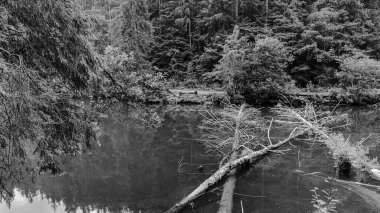 Ormandaki nehrin siyah beyaz görüntüsü