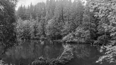 Ormandaki bir gölün siyah beyaz görüntüsü