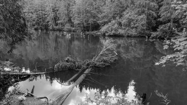Açık bir günde ağaçlarla çevrili eski bir tahta köprünün güzel bir görüntüsü.