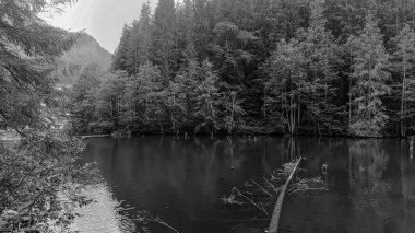 Kara Orman 'daki göl, arka plan olarak fotoğraf, dijital görüntü.