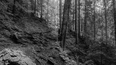 Karanlık orman, siyah ve beyaz