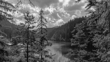 Arka planda ağaç olan bir gölün gri tonlu görüntüsü.