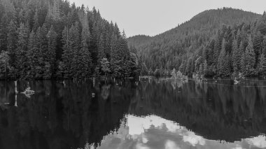 Ağaçlarla çevrili bir gölün gri tonlu görüntüsü.