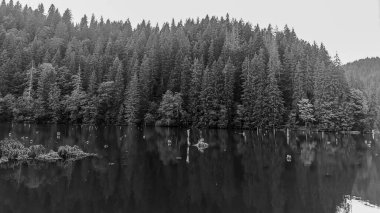 Ormandaki bir gölün siyah beyaz görüntüsü