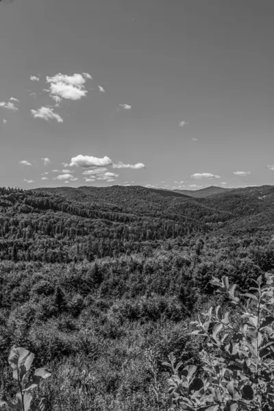 Ormandaki bir dağ manzarasının güzel bir ölçekli görüntüsü.