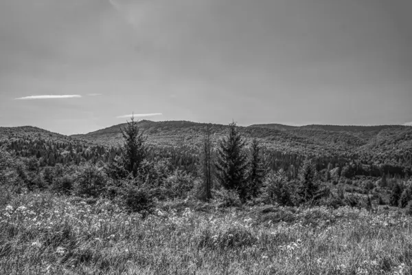 Siyah beyaz güzel yaz manzarası.