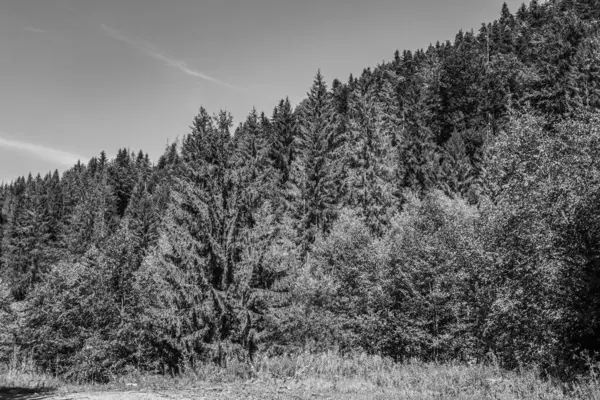 Dağlardaki güzel bir çam ormanının siyah beyaz fotoğrafı.