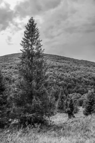 bir dağın siyah beyaz fotoğrafı