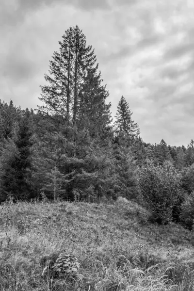 Bir çam ormanının siyah ve beyaz görüntüsü.