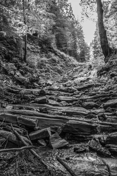 Ormandaki nehrin siyah beyaz fotoğrafı.