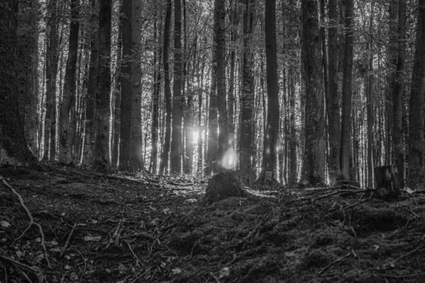 sonbahar karanlık ormanda