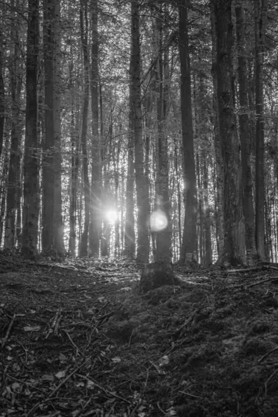 bir ormanın siyah beyaz fotoğrafı
