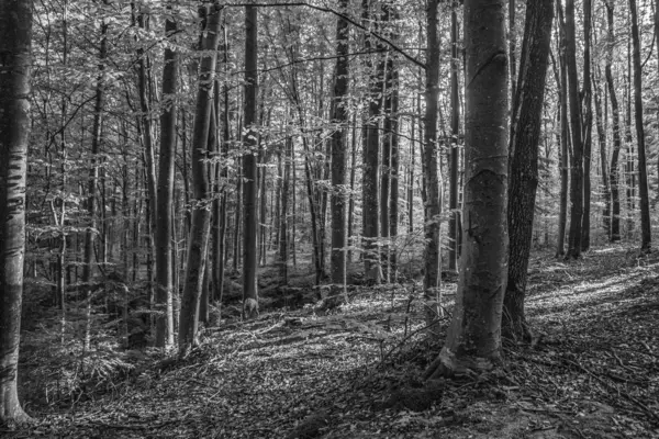 Ağaçları ve ağaçları olan güzel bir orman.