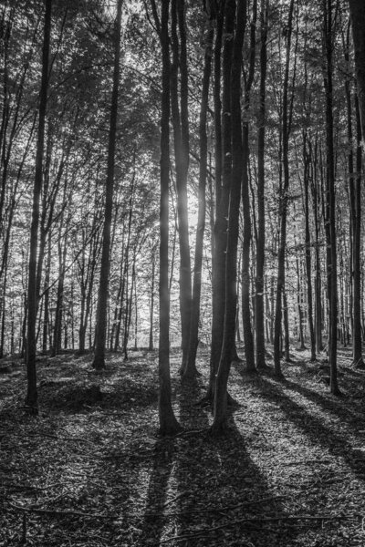 черно-белое фото деревьев в лесу.