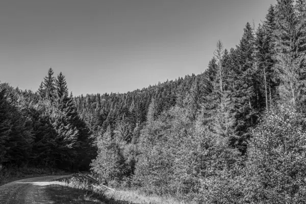 bir ormanın siyah beyaz fotoğrafı