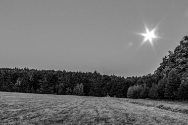 Ormanda güzel bir günbatımının siyah beyaz fotoğrafı