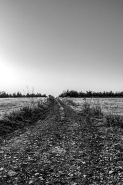 Ağaçların arasından geçen boş asfalt yol