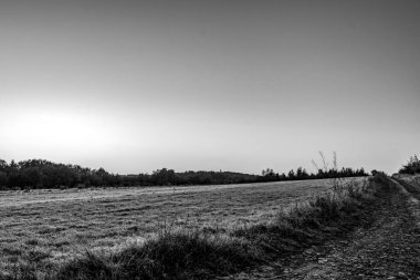 Bulutlu gökyüzünün altındaki buğday ve ağaçların gri tonlu görüntüsü.