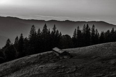 Sisli bir ormanda ağaçla ahşap bir bankın dikey görüntüsü.