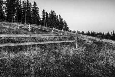 Ormanda siyah beyaz çit var.