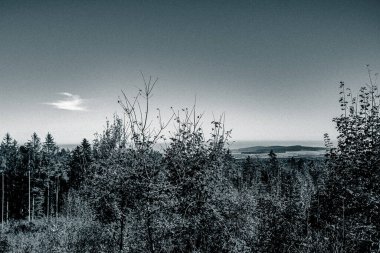 Dağlardaki bir ormanın güzel gri tonlu görüntüsü.