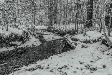 Karlı bir ormanda güzel bir kış manzarası