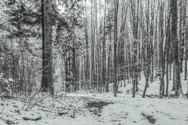 Karla kaplı ağaçlarla kaplı güzel kış manzarası