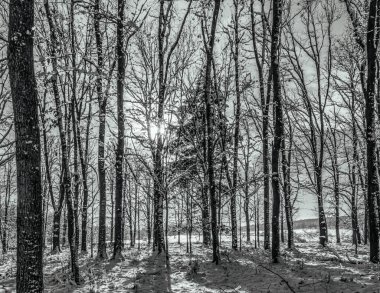 Ağaçlar ve karla kaplı güzel kış manzarası