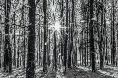 Karlı kış ormanı