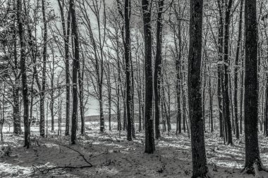 Kışın ormanın güzel manzarası