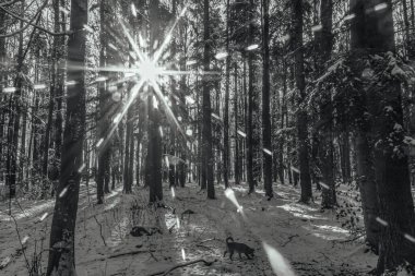 Genç ve güzel bir ormanın siyah beyaz fotoğrafı.