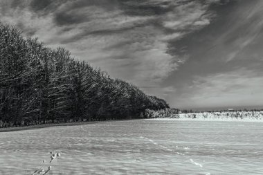 Kar ve ağaçlarla kaplı kış manzarası