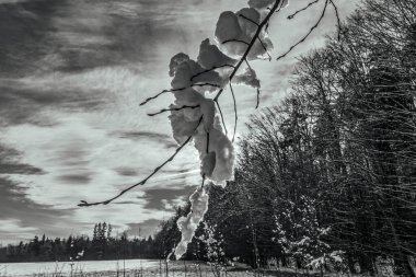 Karda güzel kış manzarası