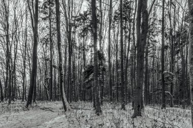 Ormanın güzel manzarası