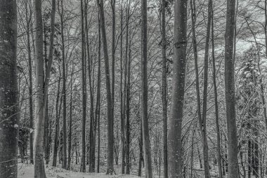 Kar kış ormanın güzel manzara.