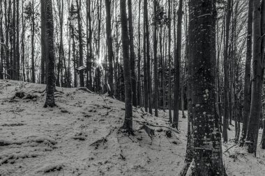 Kış manzarası parktaki karla kaplı ağaçlar