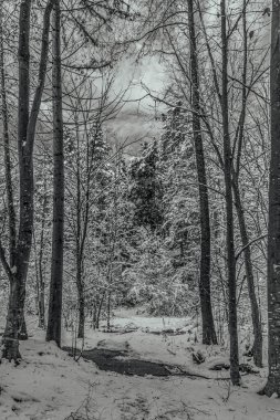 Karlı ağaçlı güzel kış manzarası