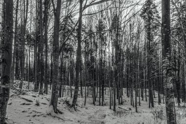 Karla kaplı ağaçlarla kaplı kış ormanı