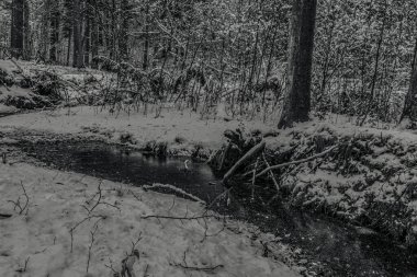 Ormandaki donmuş nehir. Ormanda kış manzarası.