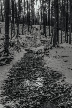 Kışın karlı bir ormanın güzel bir görüntüsü.