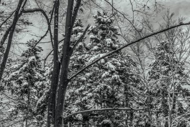 Kardaki ağaçların siyah beyaz fotoğrafı