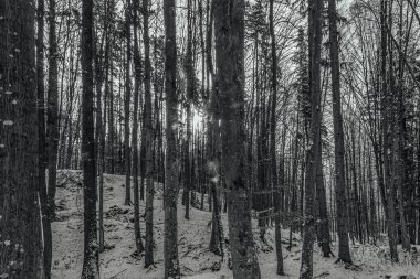 Siyah karla kaplı bir ağacın dikey görüntüsü.