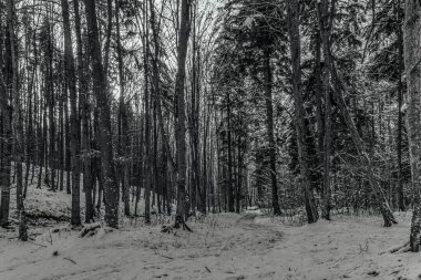 Karla kaplı ağaçlar ve karla kaplı kış ormanı.