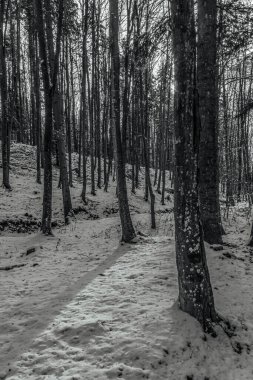 Karlı bir ormandaki bir ağacın siyah beyaz görüntüsü